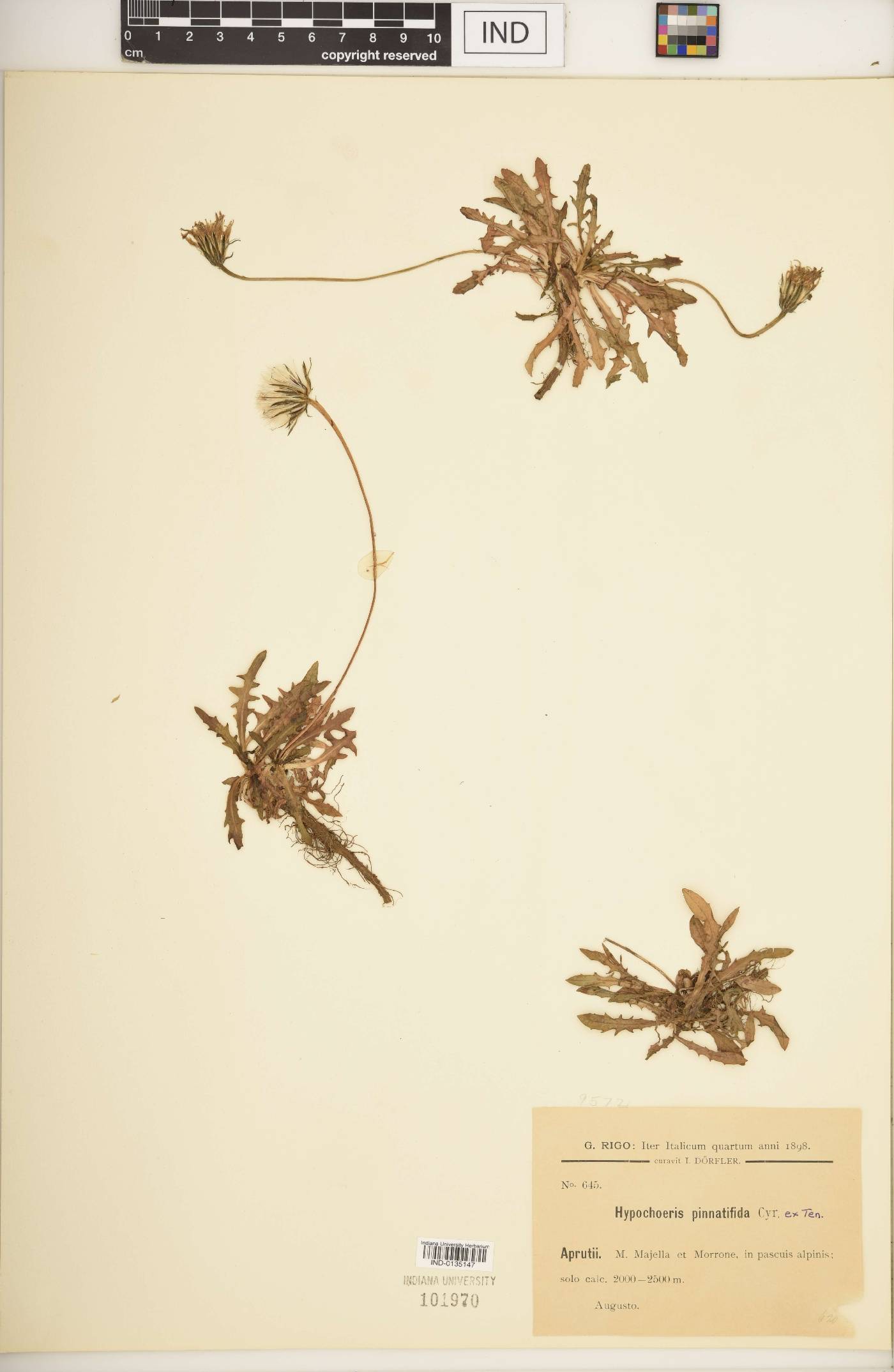 Hypochaeris pinnatifida image