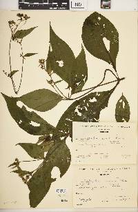 Ichthyothere scandens image