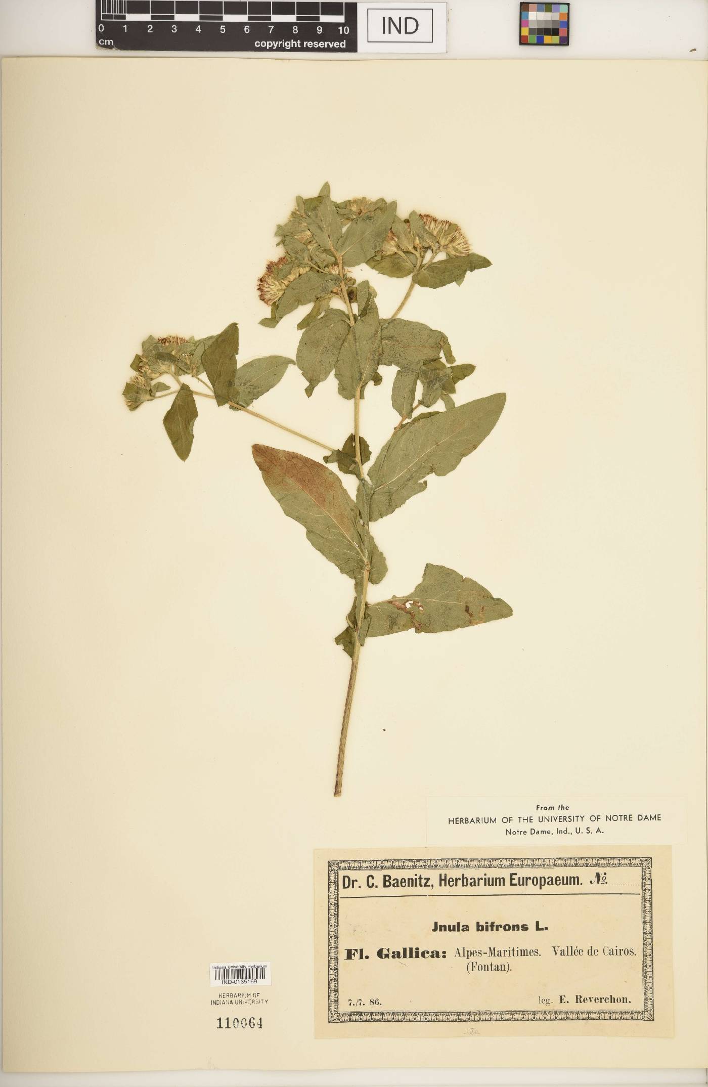 Inula bifrons image