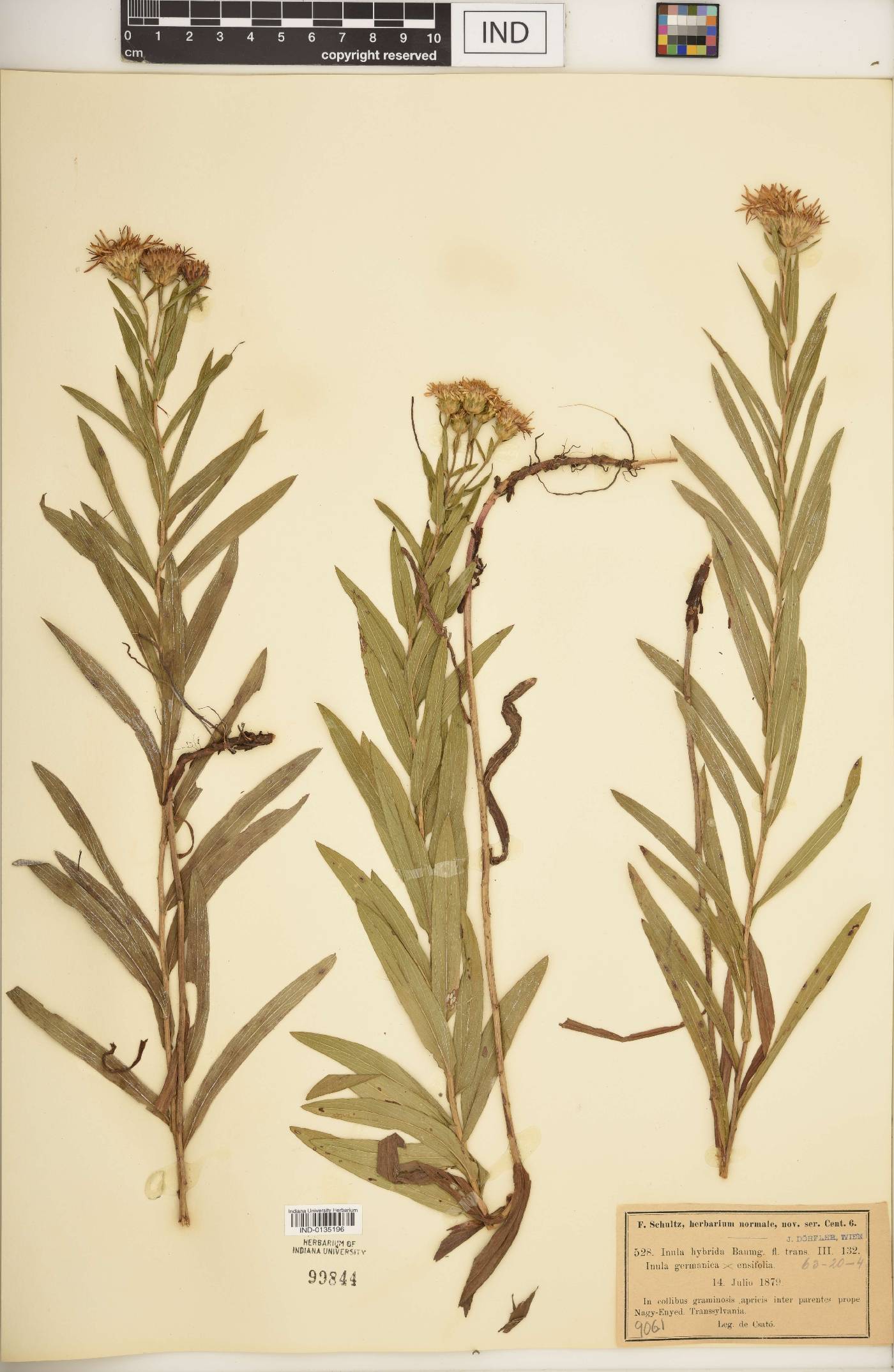 Inula hybrida image