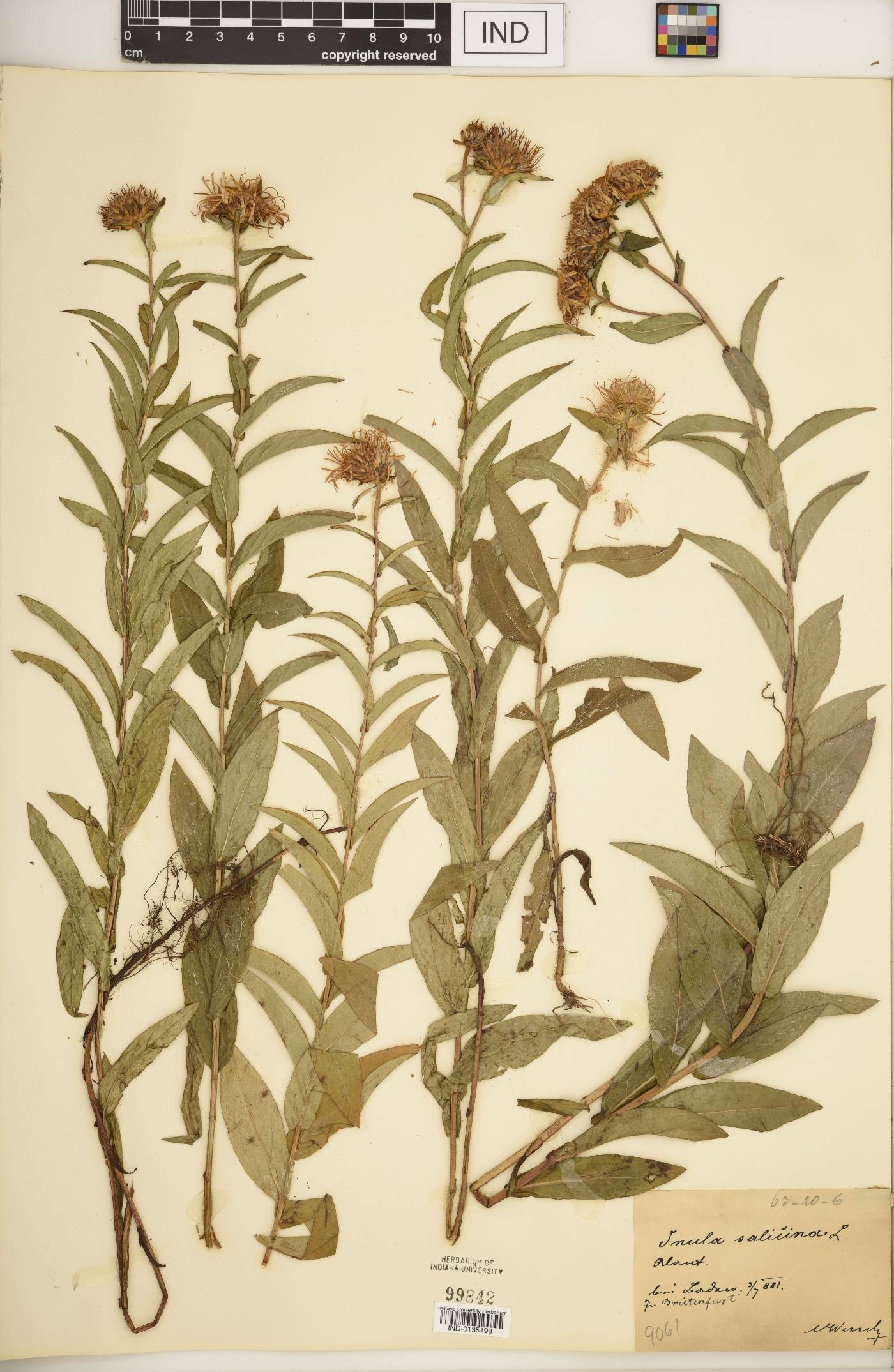 Inula salicina image