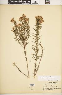 Ionactis linariifolia image