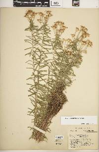 Ionactis linariifolia image