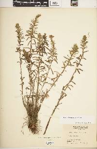 Ionactis linariifolia image