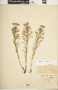 Ionactis linariifolia image