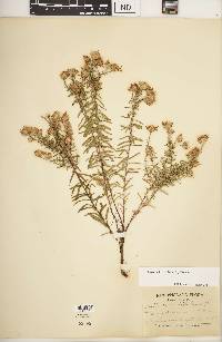 Ionactis linariifolia image