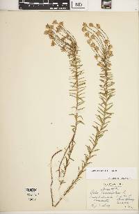 Ionactis linariifolia image