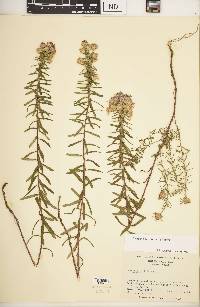 Ionactis linariifolia image