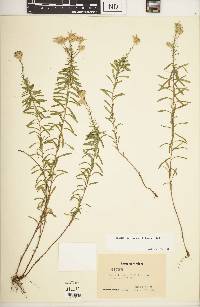 Ionactis linariifolia image