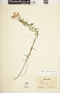 Ionactis linariifolia image