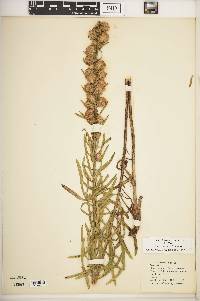 Liatris aspera image