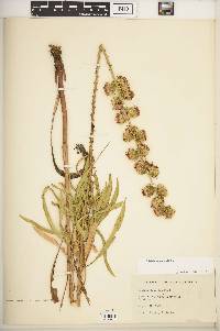 Liatris aspera image