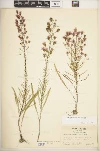 Liatris patens image