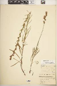 Liatris pilosa image