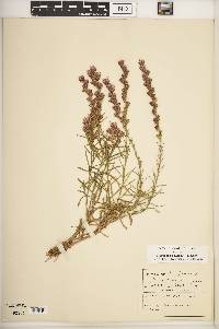 Liatris pilosa image