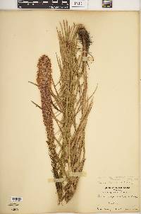 Liatris pycnostachya image