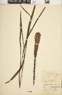 Liatris pycnostachya image