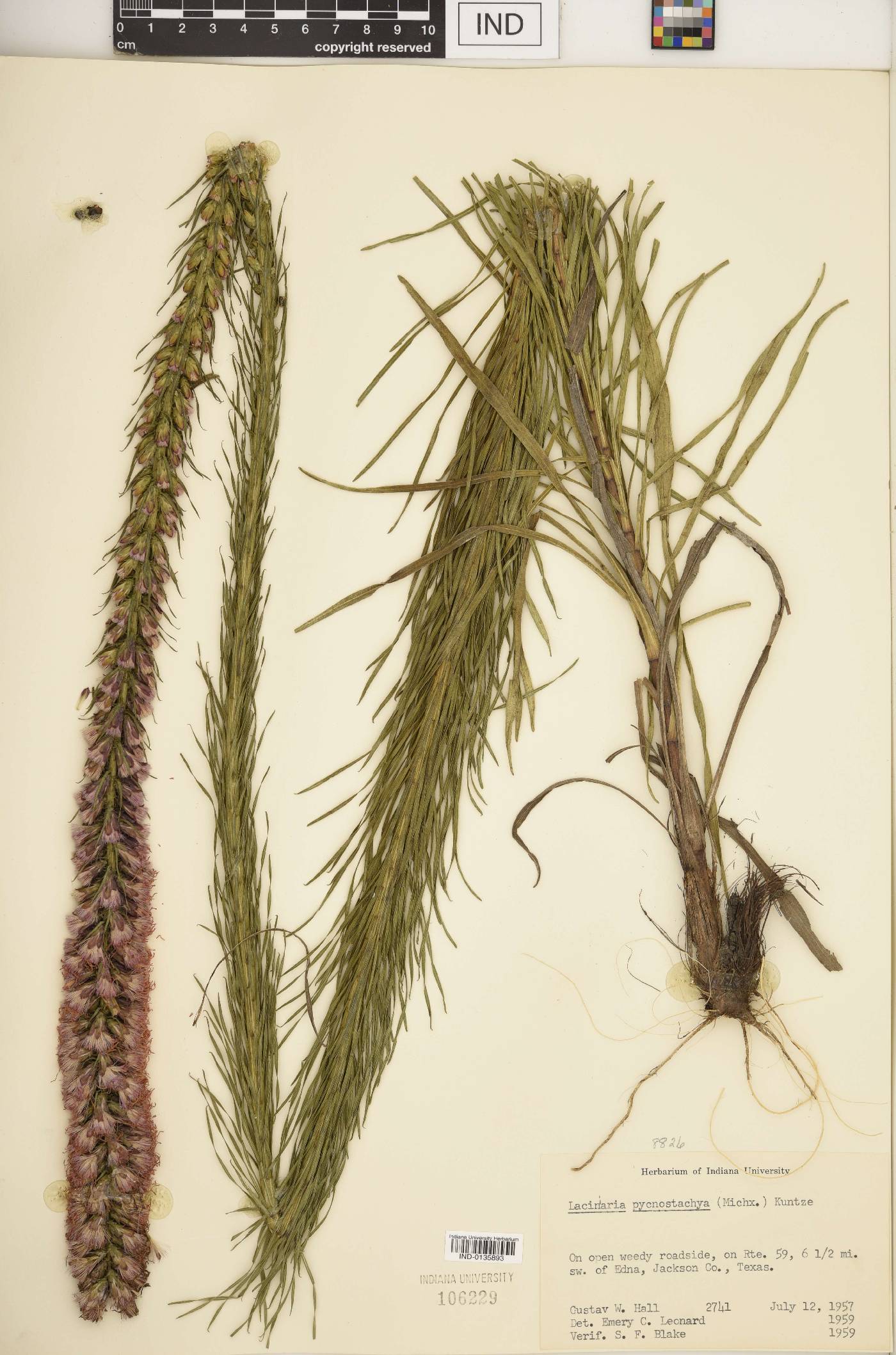 Lacinaria pycnostachya image