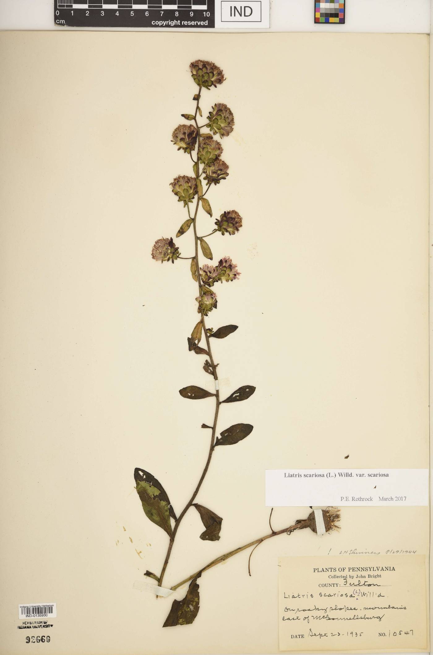 Liatris scariosa var. scariosa image