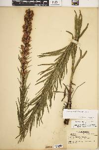 Liatris spicata var. spicata image