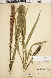 Liatris spicata var. spicata image