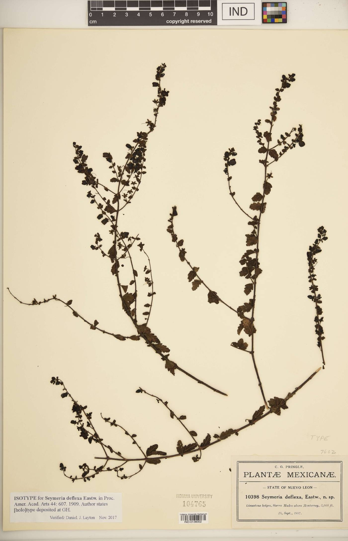 Seymeria deflexa image