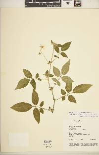 Solanum heiseri image