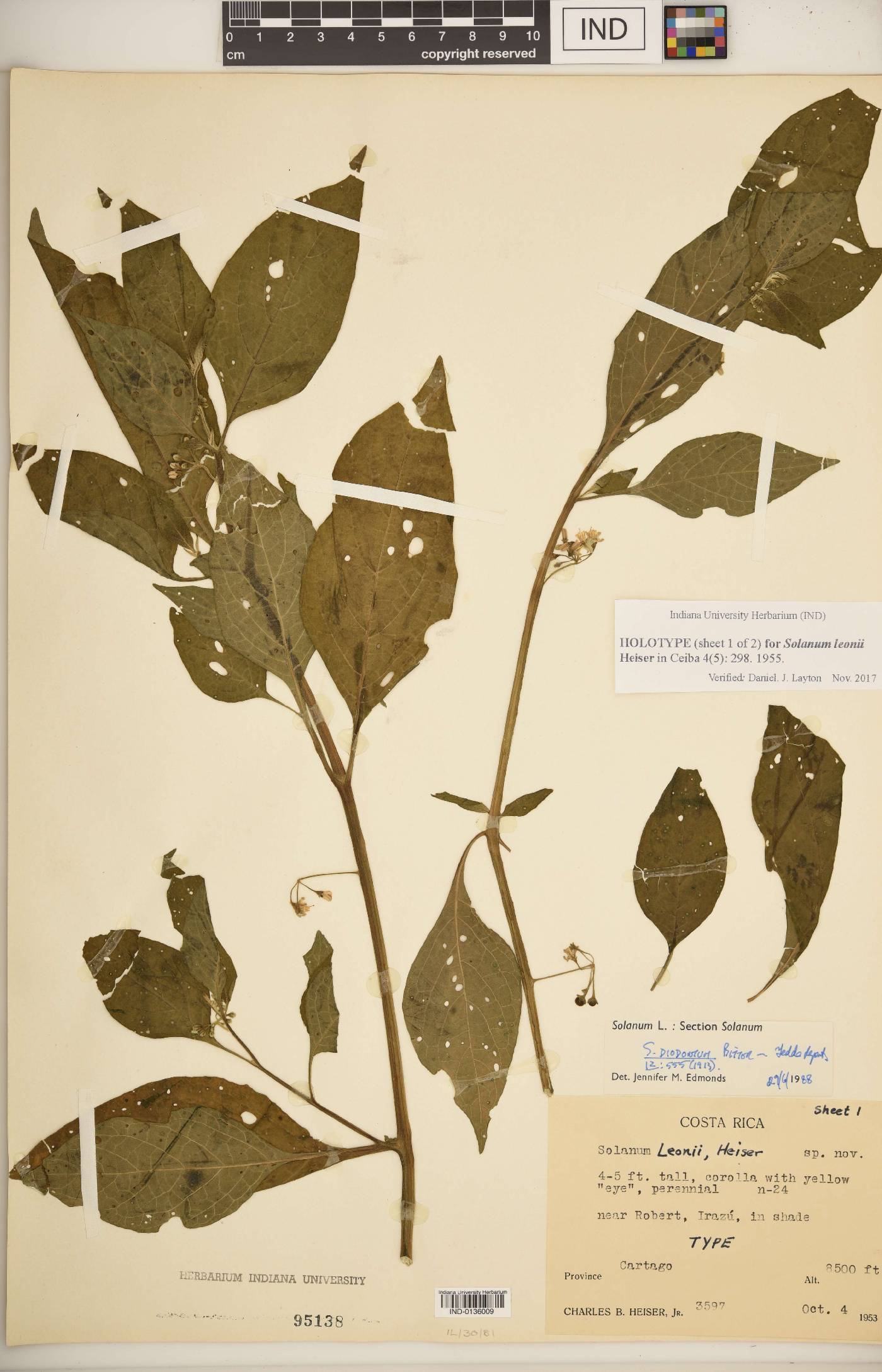 Solanum leonii image