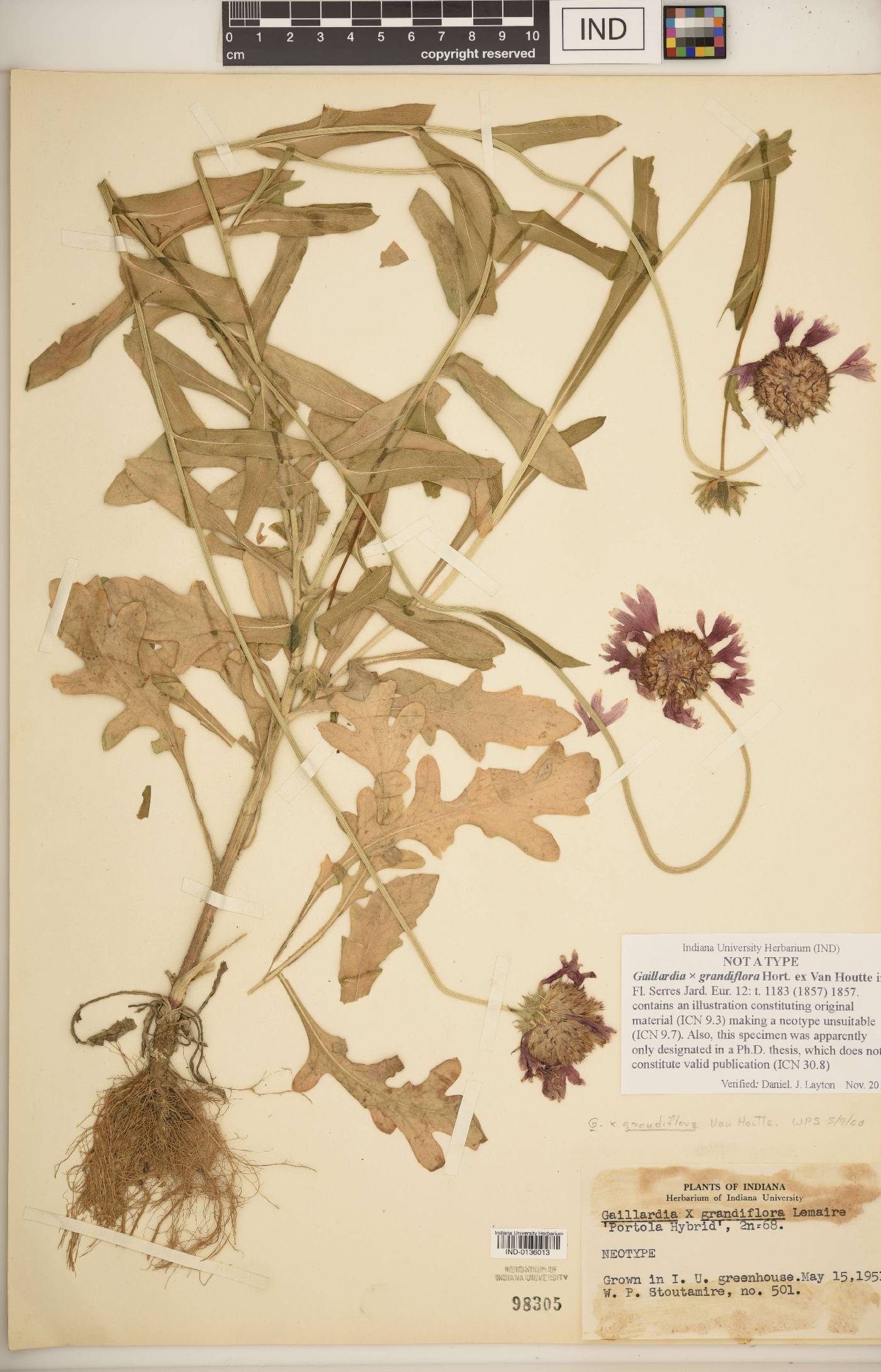 Gaillardia × grandiflora image
