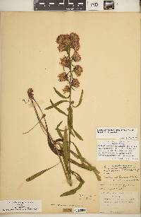 Liatris aspera image