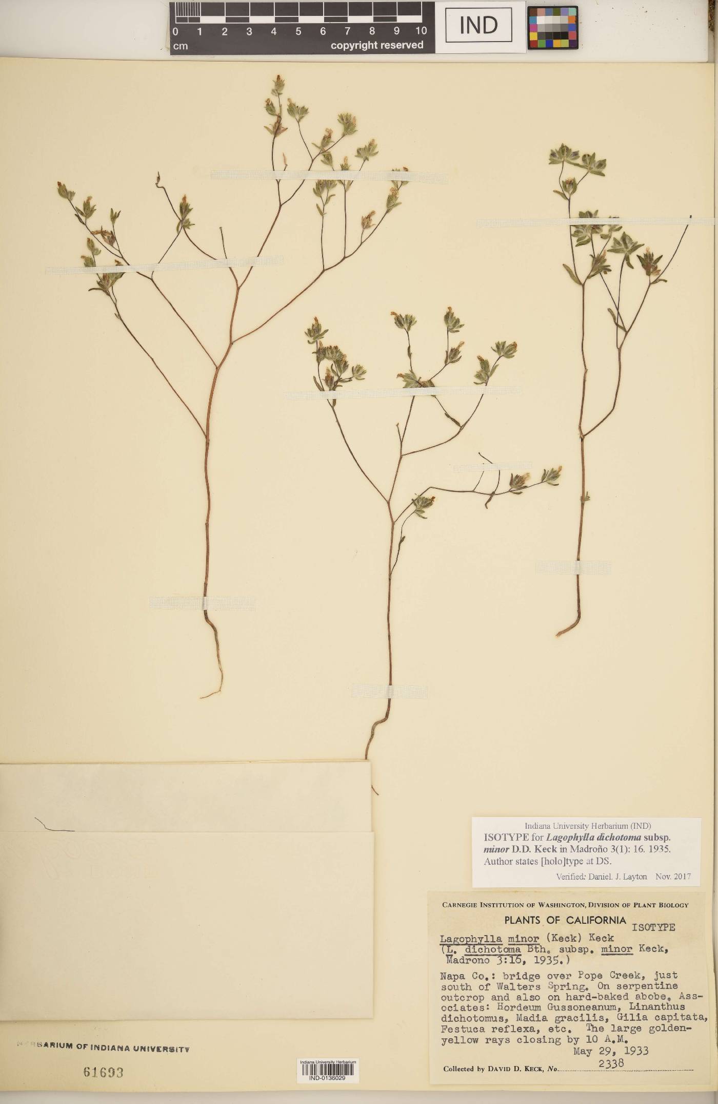 Lagophylla dichotoma image