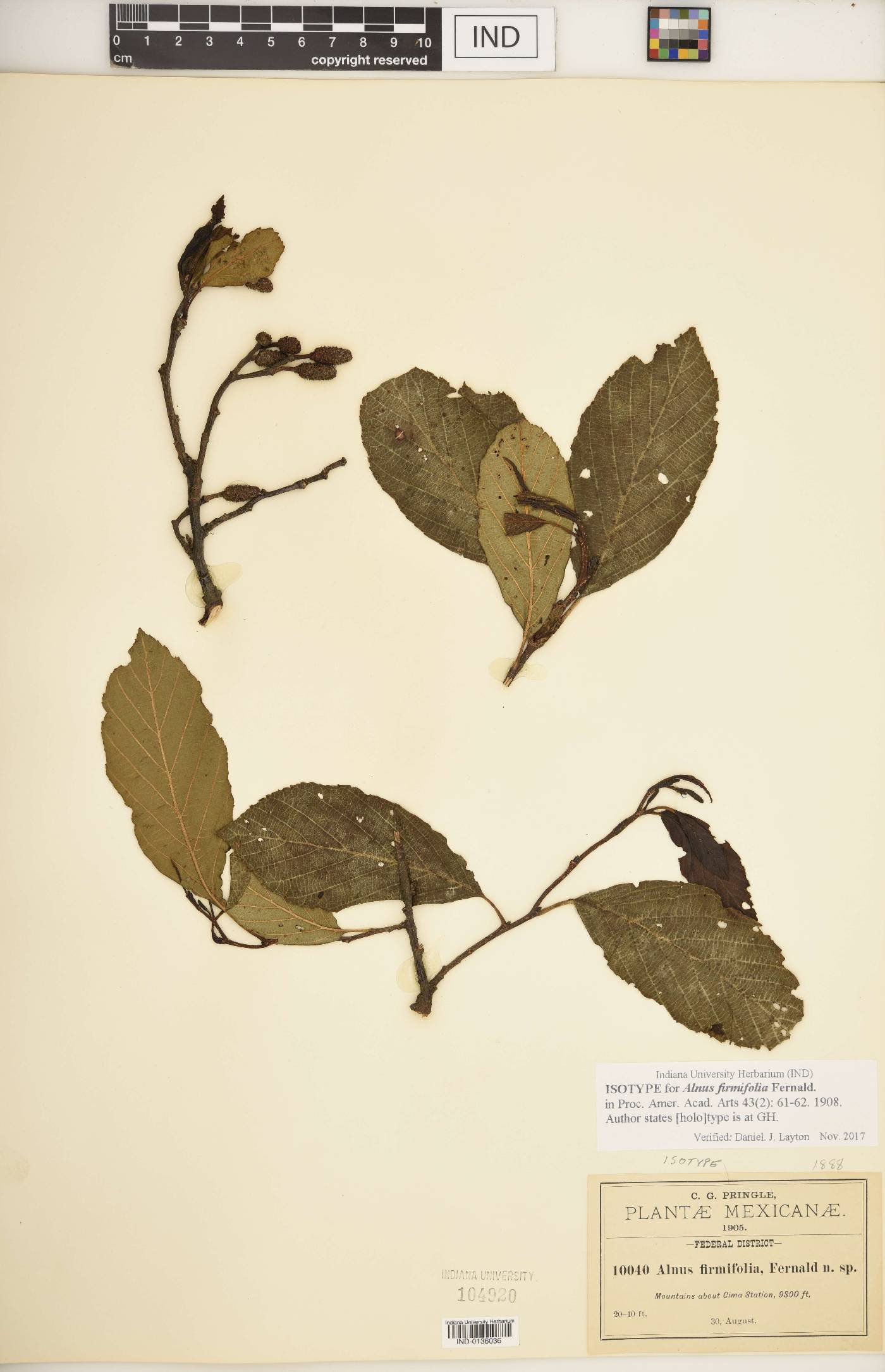 Alnus firmifolia image