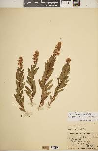 Spiraea simplex image