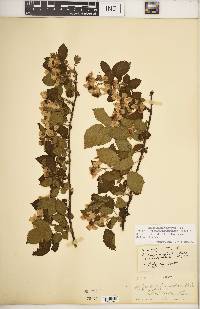 Rubus argutus image