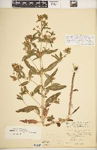 Lysimachia verticillata image