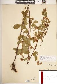 Rubus impar image