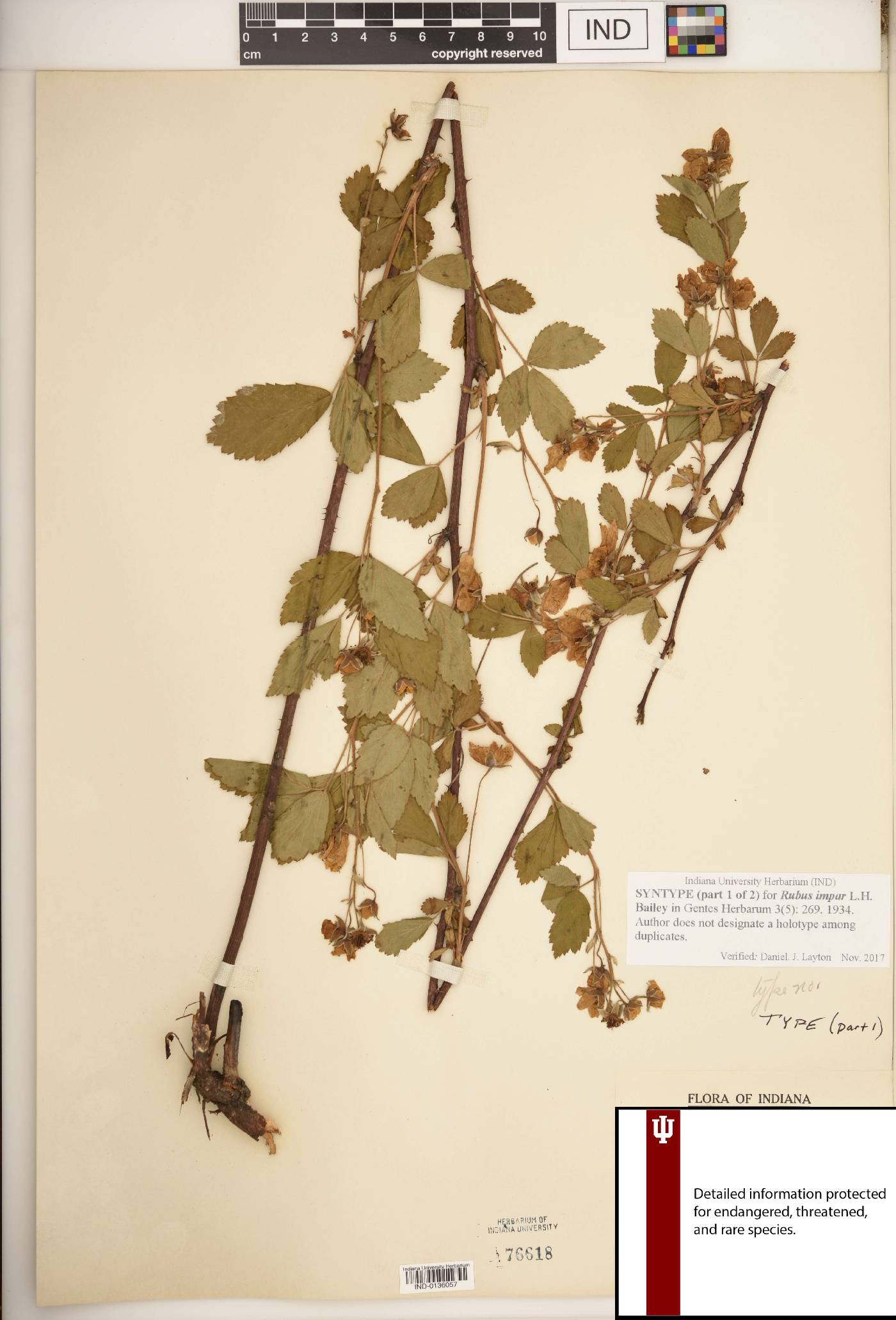 Rubus impar image