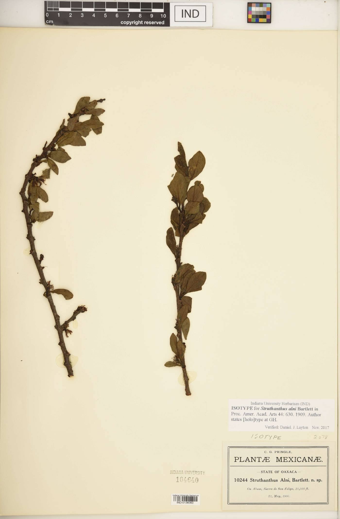 Struthanthus alni image