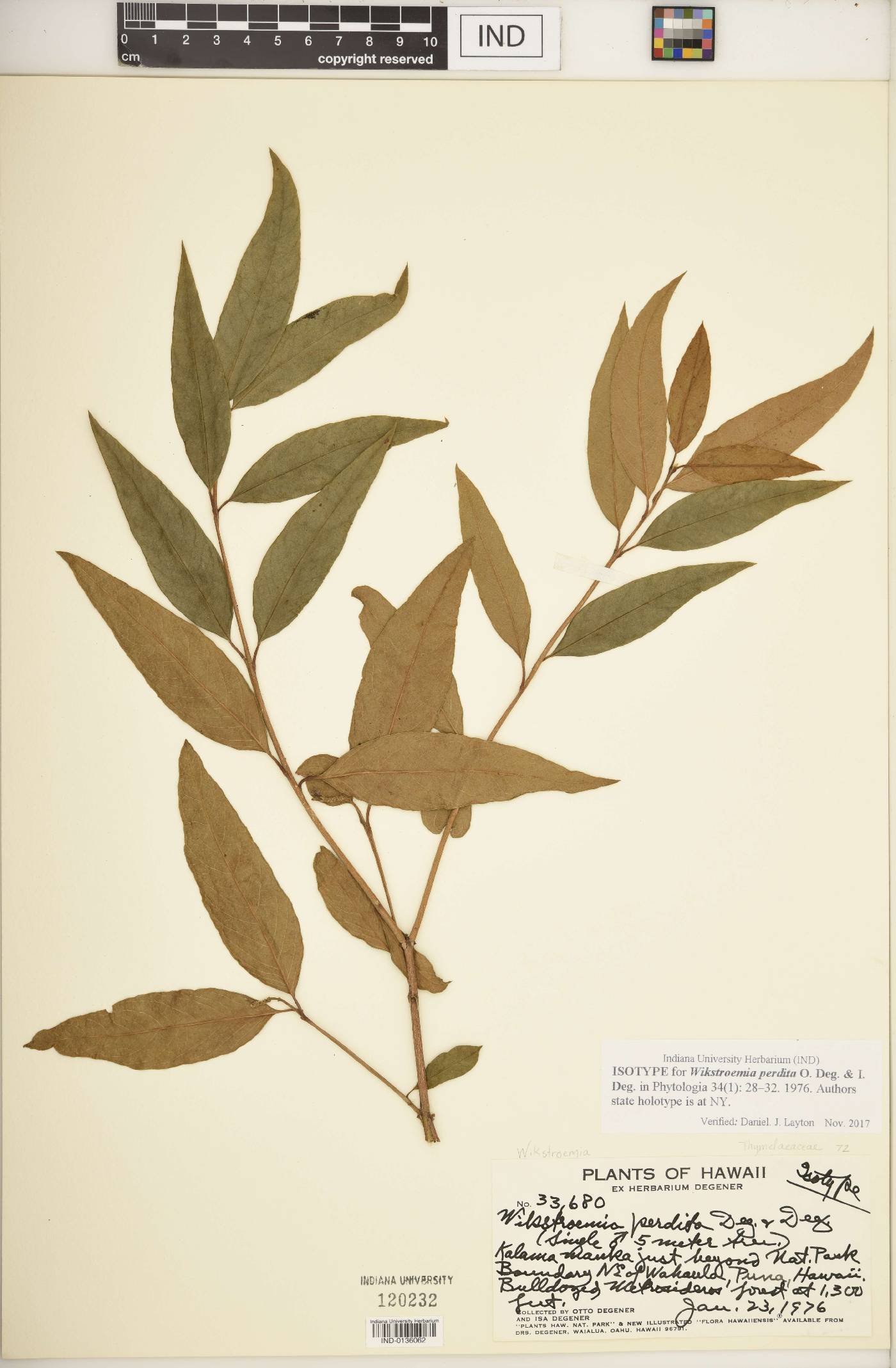 Wikstroemia perdita image
