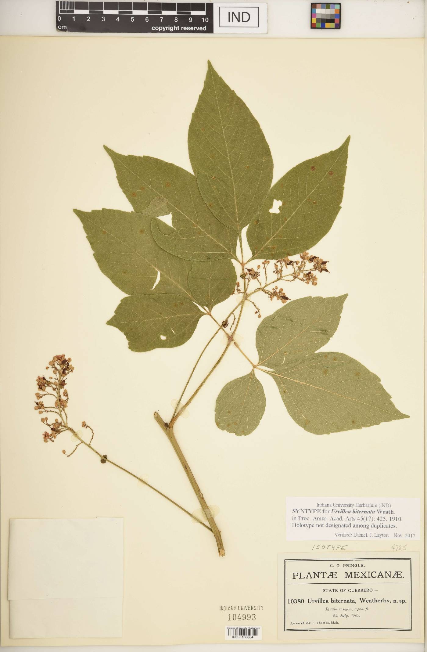 Urvillea biternata image