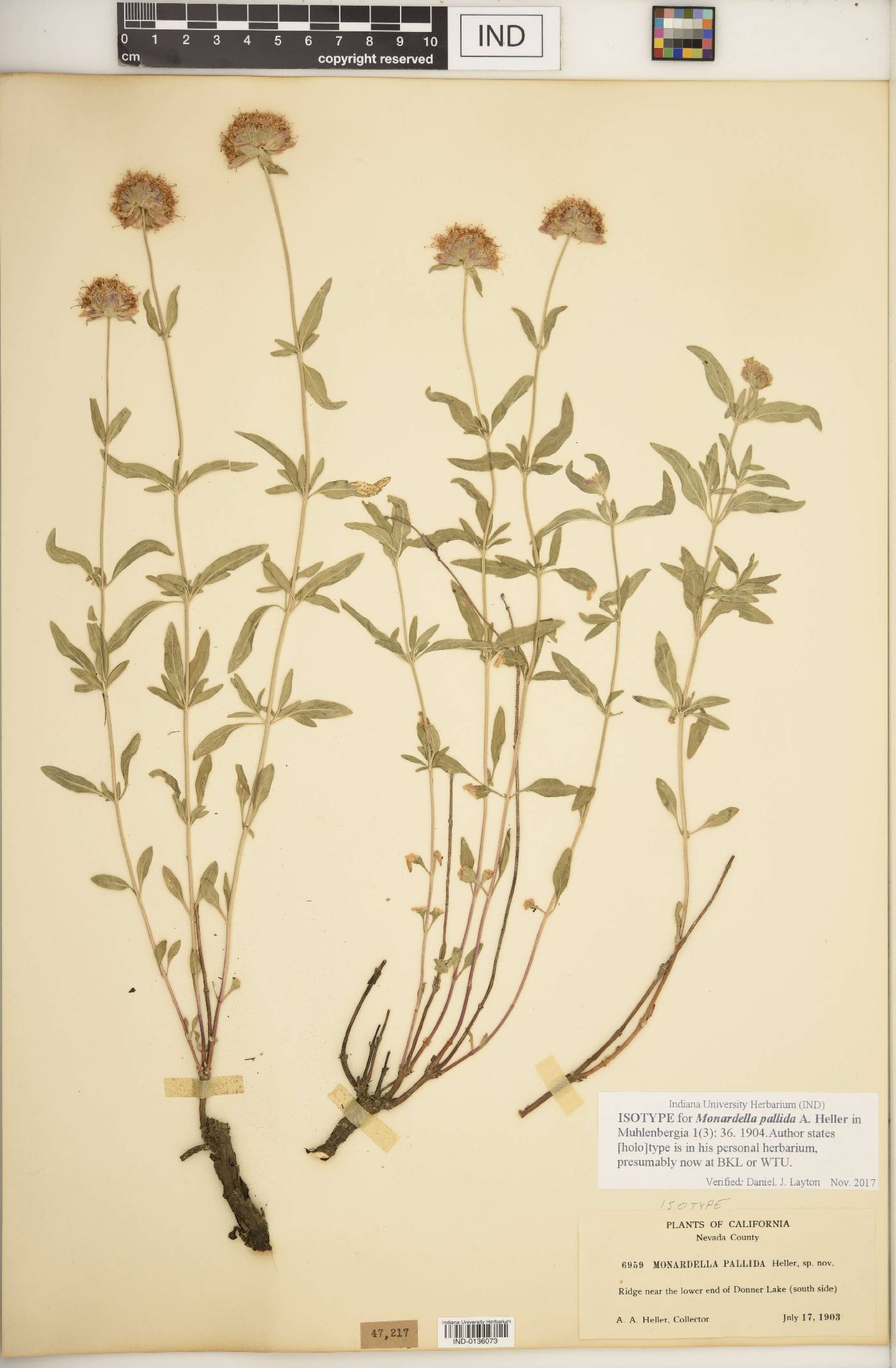 Monardella pallida image