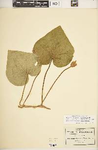 Ipomoea igualensis image