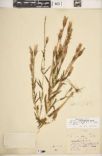 Gentiana victorinii image