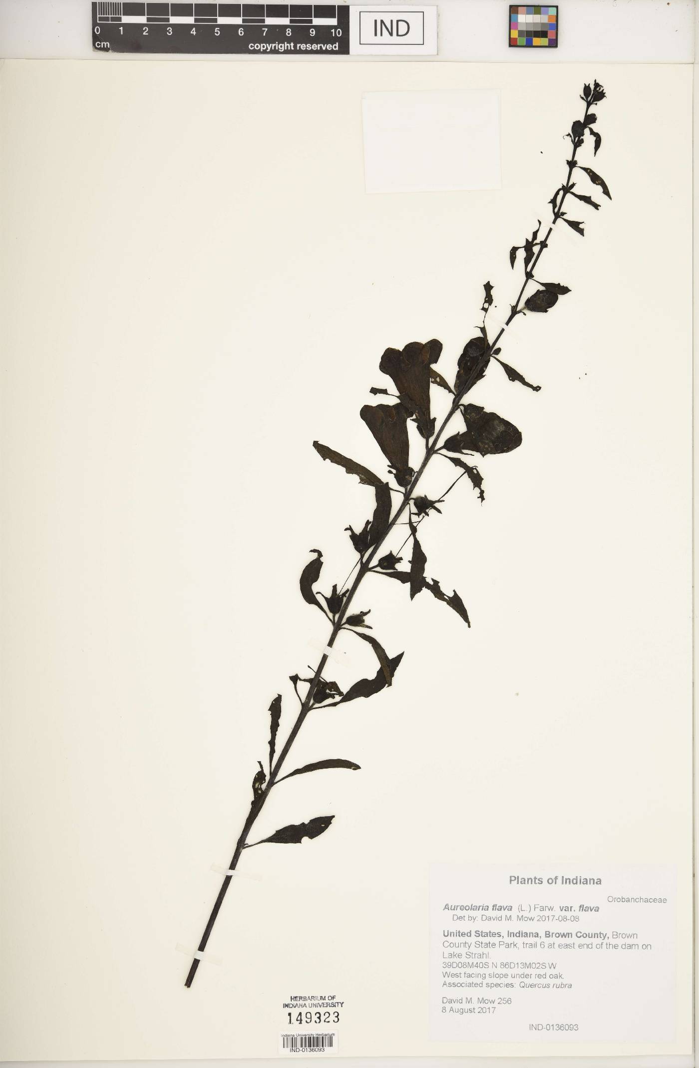 Aureolaria flava var. flava image
