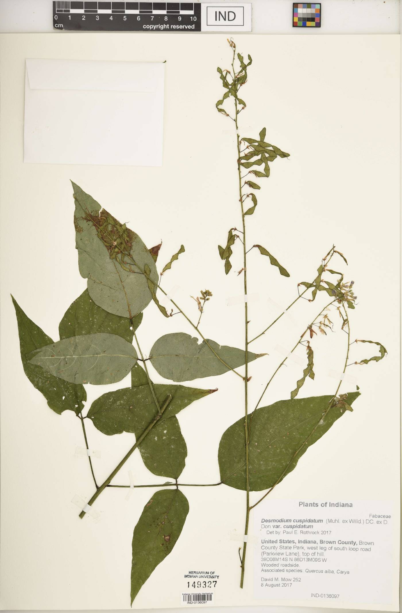 Desmodium cuspidatum var. cuspidatum image