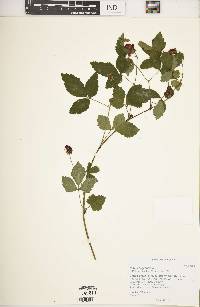 Rubus serratus image