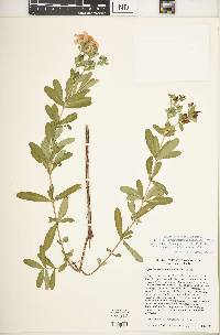 Hypericum swinkianum image