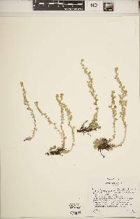 Artemisia frigida image