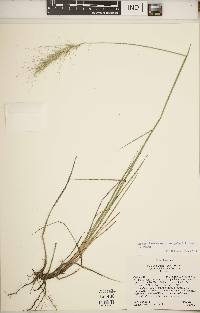 Elymus elymoides subsp. brevifolius image