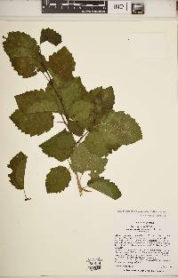 Alnus incana subsp. tenuifolia image